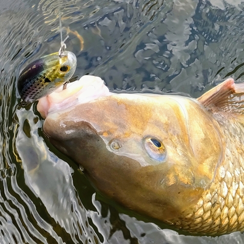 ニゴイの釣果