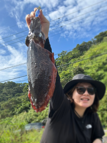 コウイカの釣果