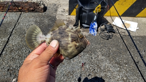 カワハギの釣果