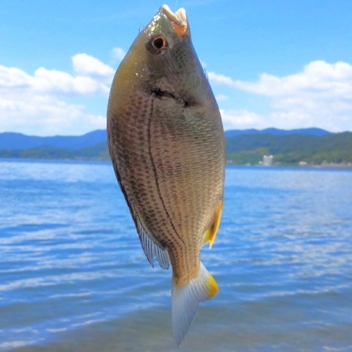 キビレの釣果