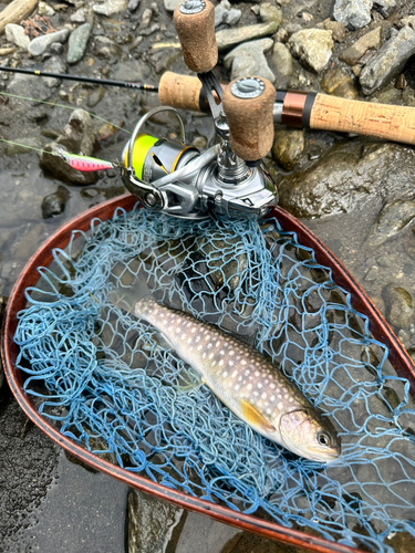 イワナの釣果