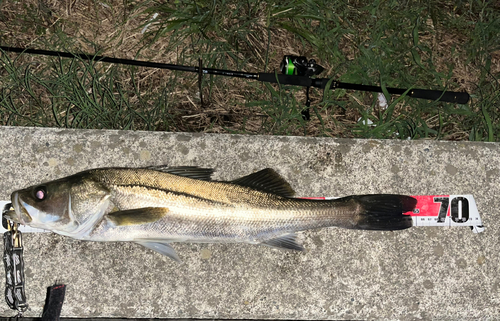 シーバスの釣果