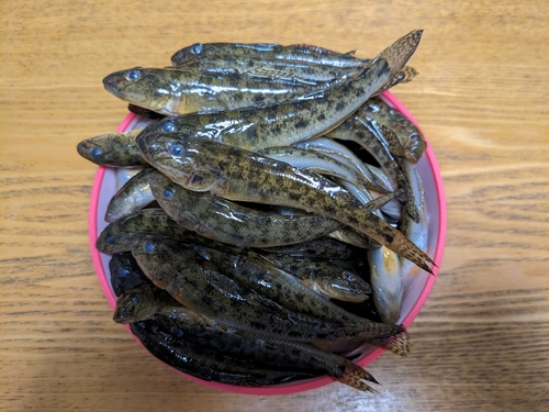 ハゼの釣果