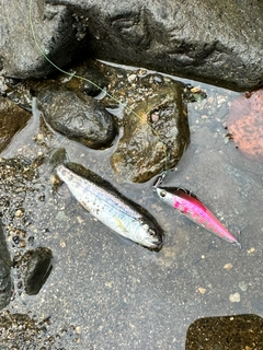 ニジマスの釣果