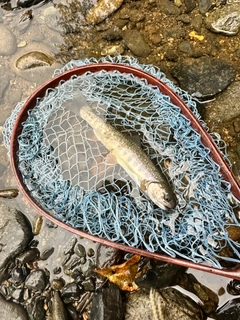 オショロコマの釣果