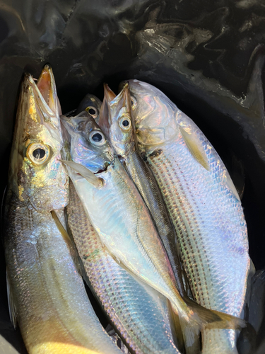 カマスの釣果