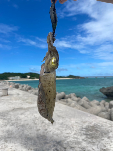 コブシメの釣果