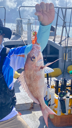 マダイの釣果