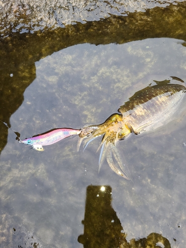 アオリイカの釣果