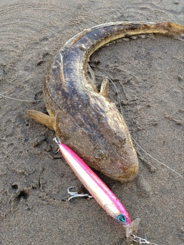 マゴチの釣果