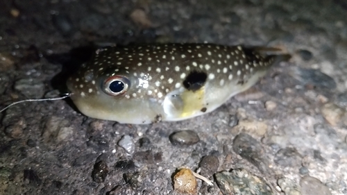 クサフグの釣果