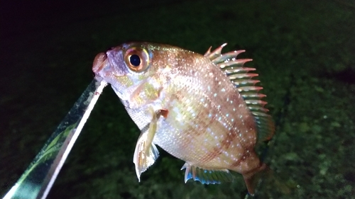 チャリコの釣果