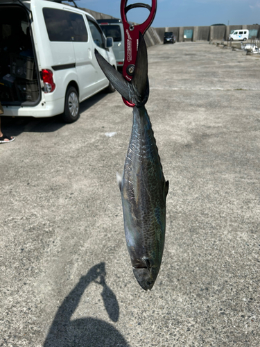 サゴシの釣果