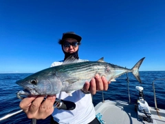 ハガツオの釣果