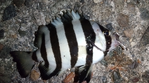 シマダイの釣果