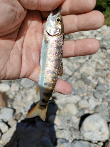 アマゴの釣果