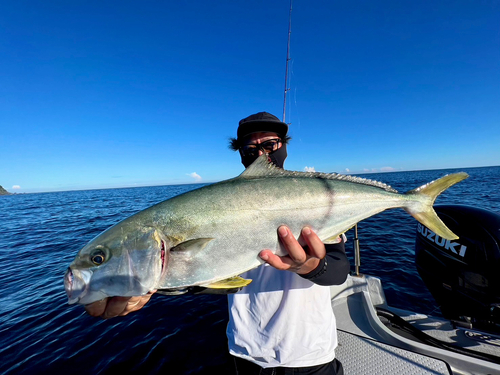 ヒラマサの釣果