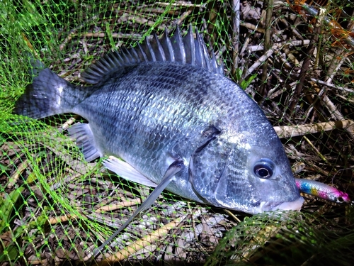 クロダイの釣果