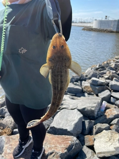 マゴチの釣果