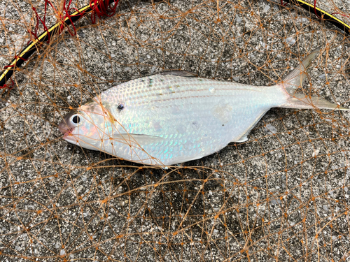 リュウキュウドロクイの釣果