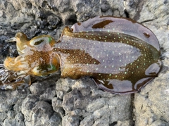 アオリイカの釣果