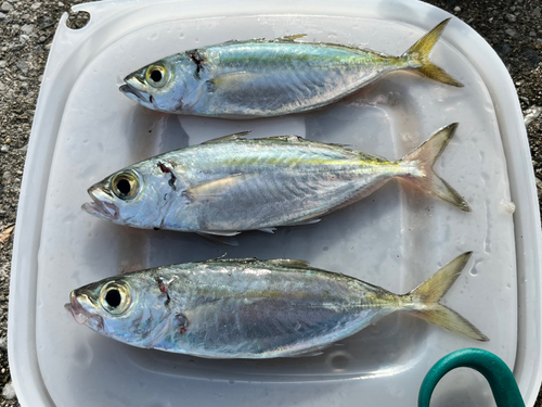 メアジの釣果