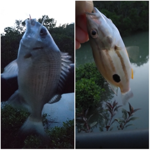 オキナワキチヌの釣果