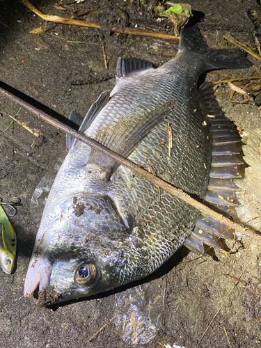 チヌの釣果