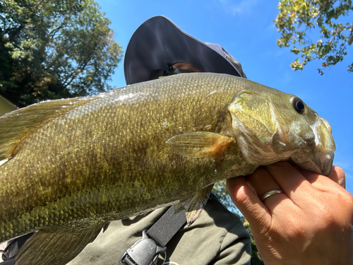 スモールマウスバスの釣果