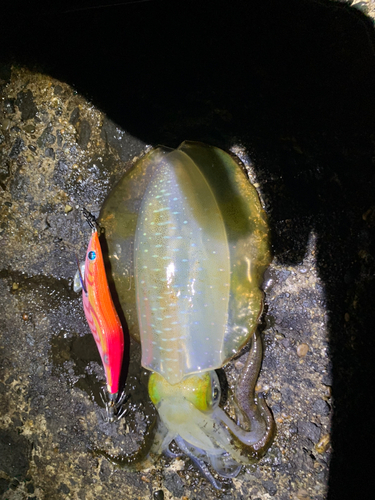 アオリイカの釣果