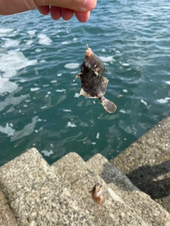 カワハギの釣果