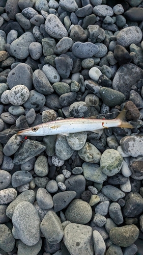 カマスの釣果