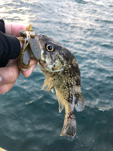 ソイの釣果