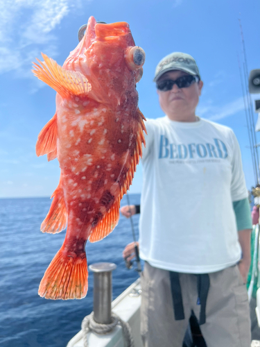 ウッカリカサゴの釣果