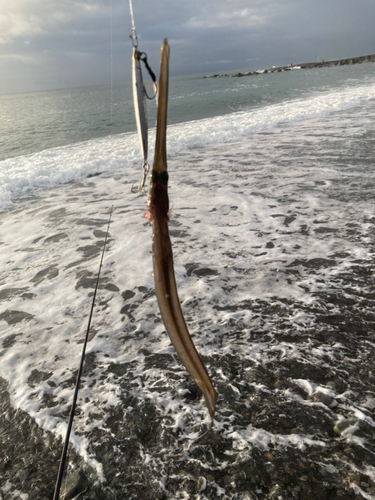 アオヤガラの釣果