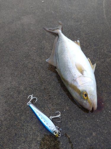 ショゴの釣果