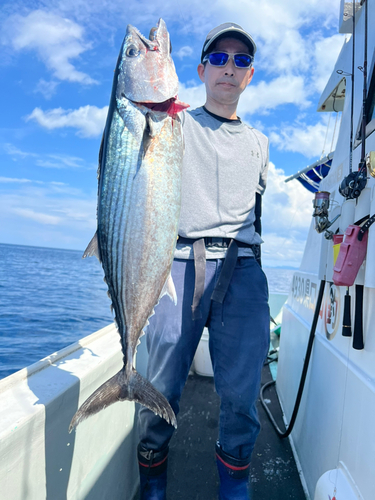 ハガツオの釣果