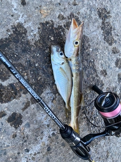 アカカマスの釣果