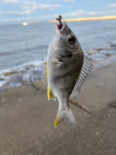 釣果