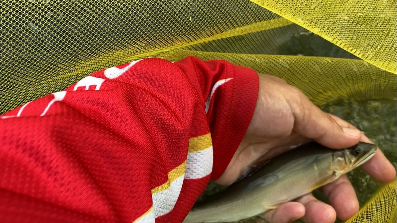 アユ