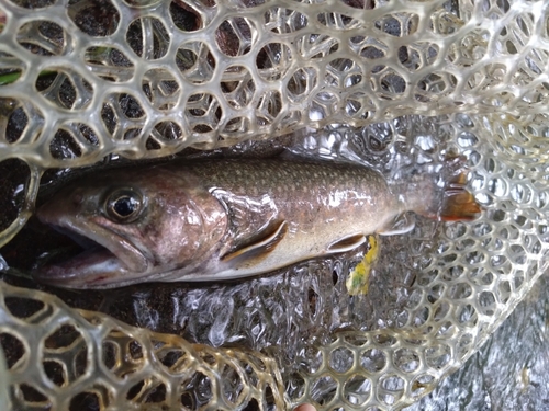 イワナの釣果