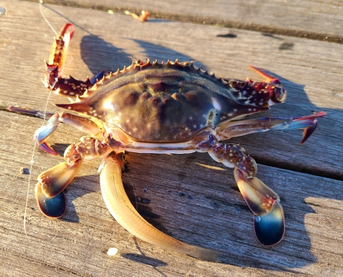 ワタリガニの釣果