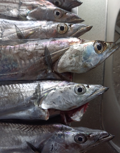 タチウオの釣果