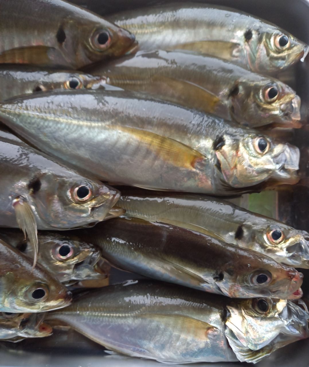 しおタンさんの釣果 2枚目の画像