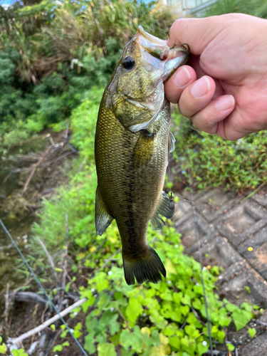 ラージマウスバスの釣果