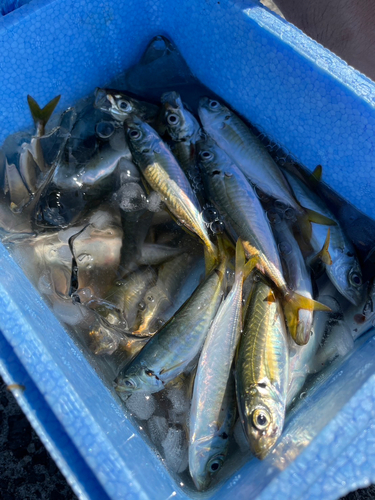 アオアジの釣果