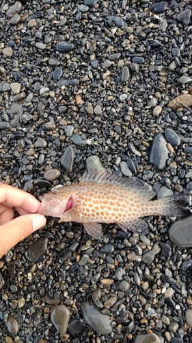 オオモンハタの釣果