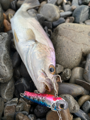 オオニベの釣果