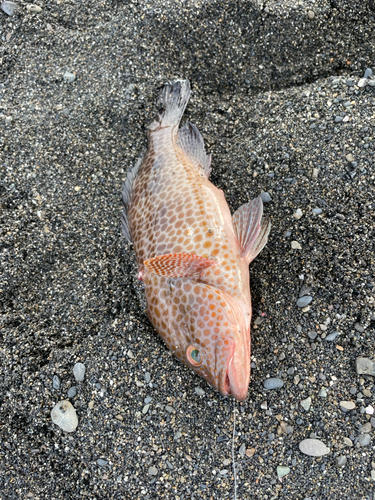 オオモンハタの釣果