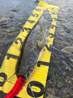 ナマズの釣果